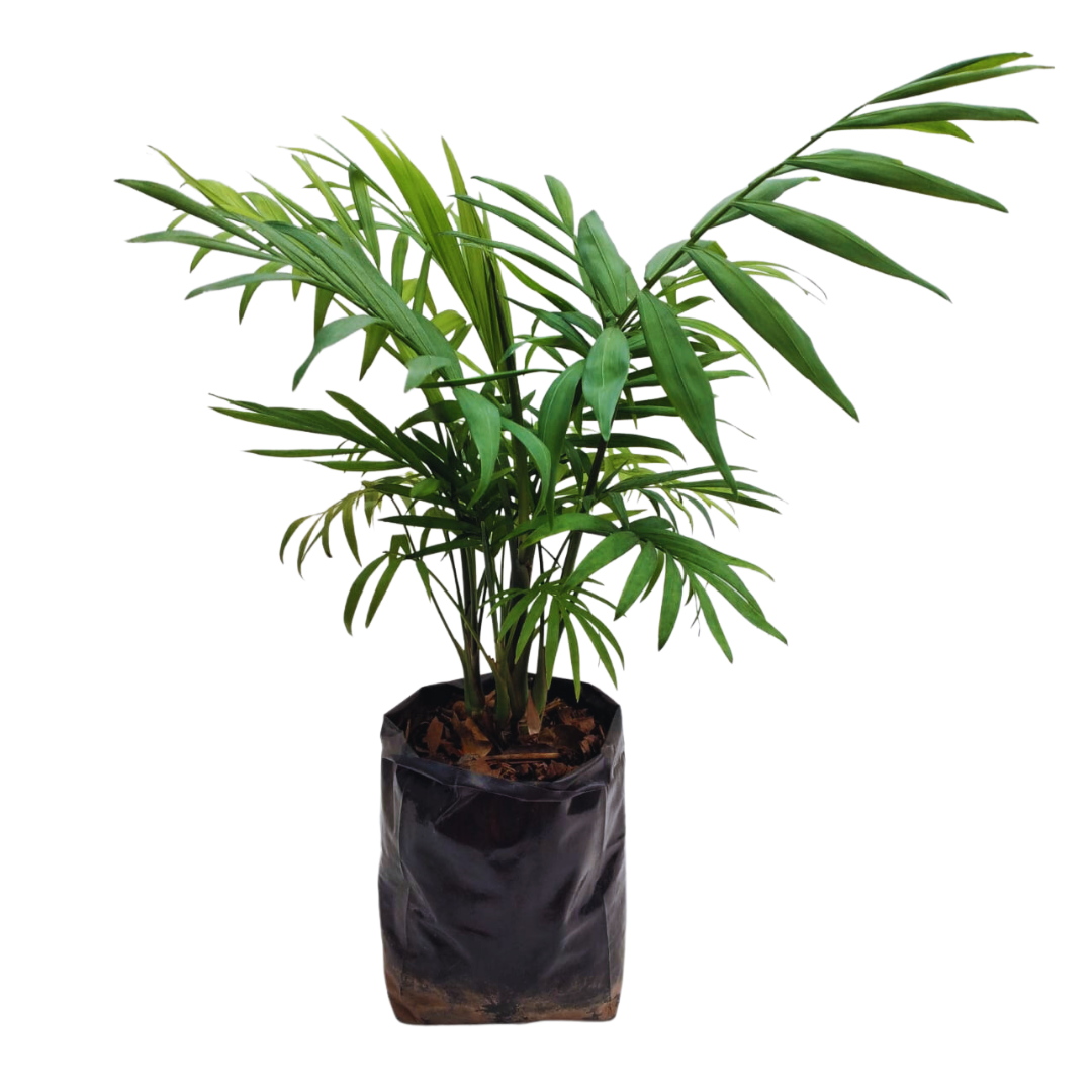 Palma camedor