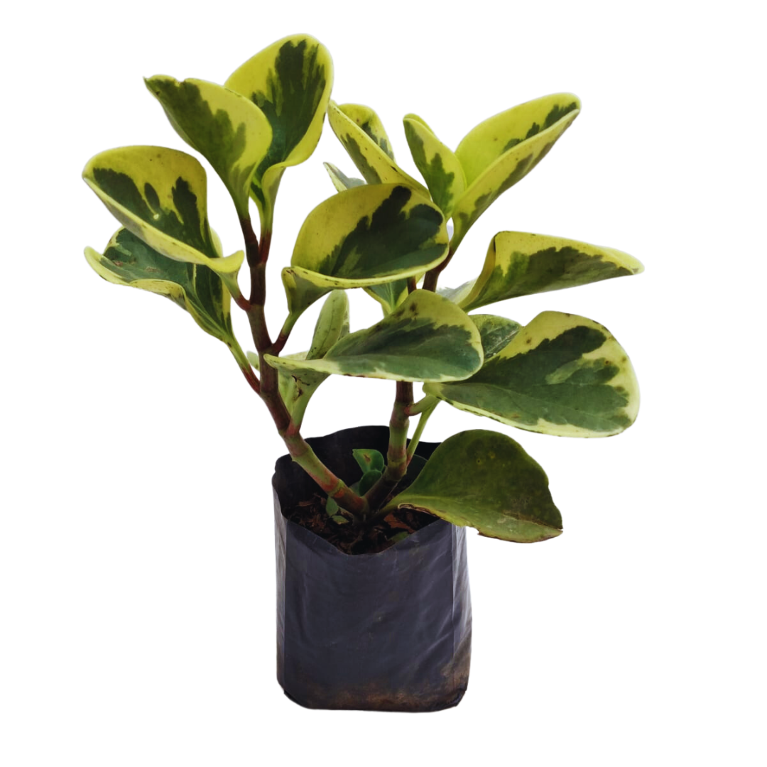 Peperomia variegada