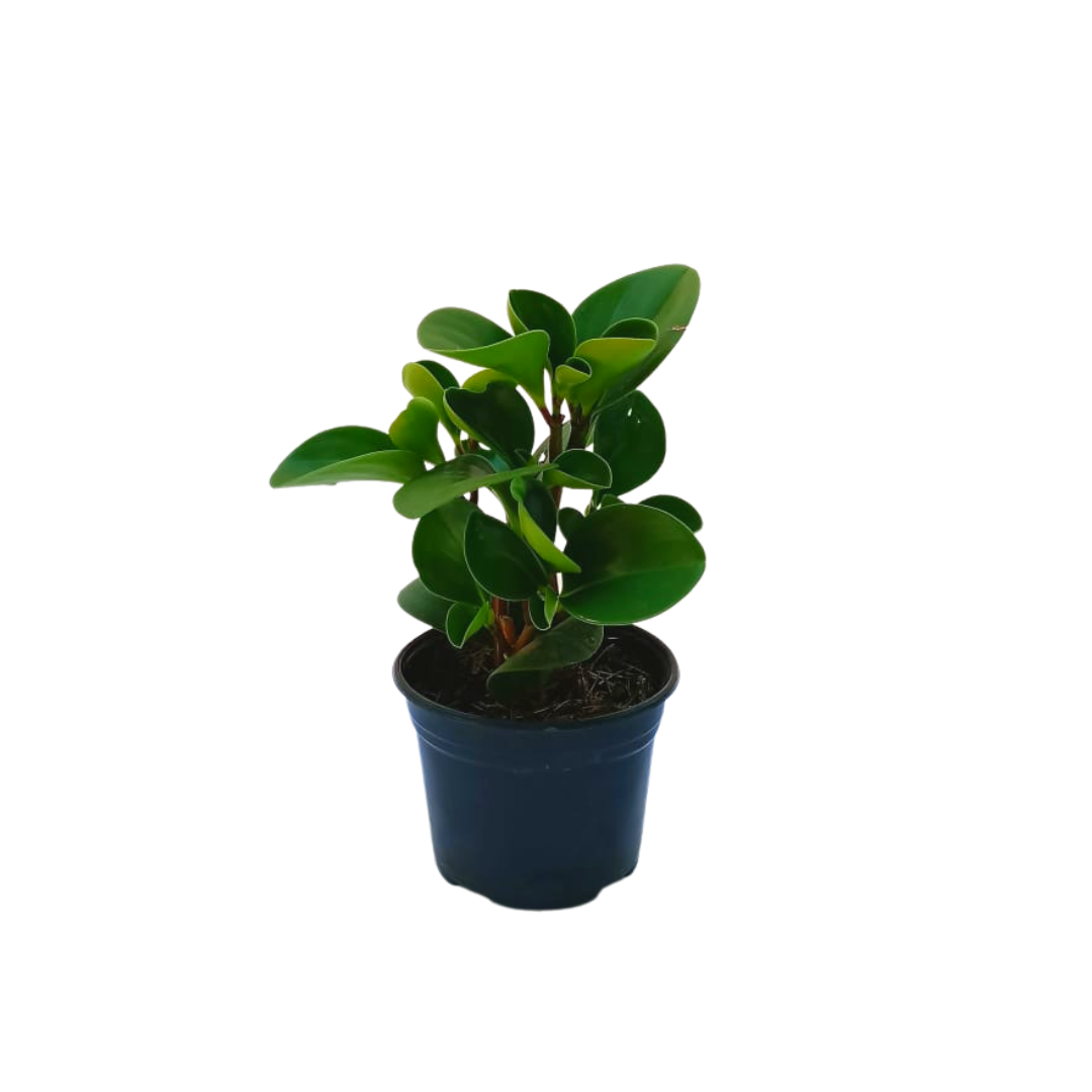 Peperomia verde
