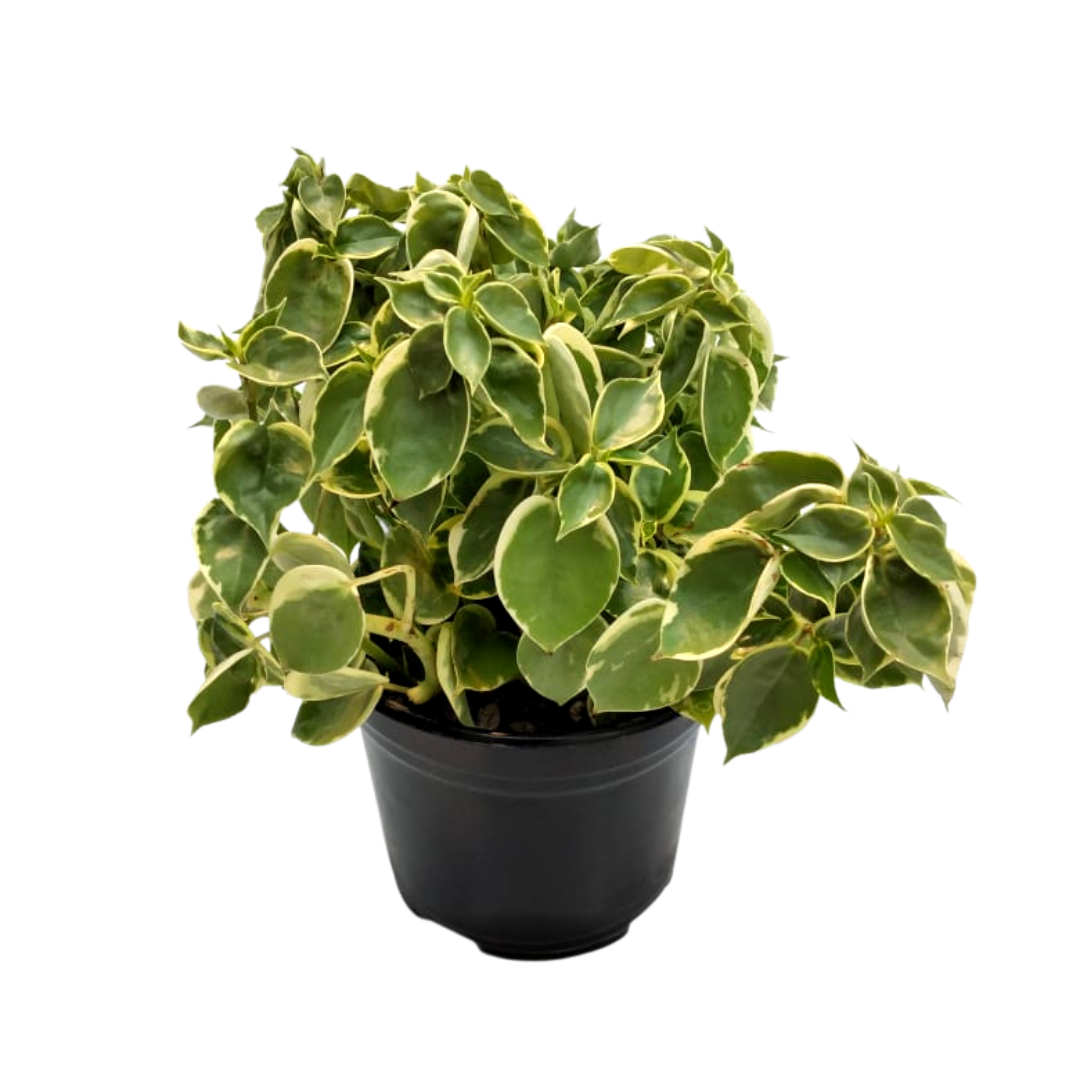 Peperomia Scandens Variegada