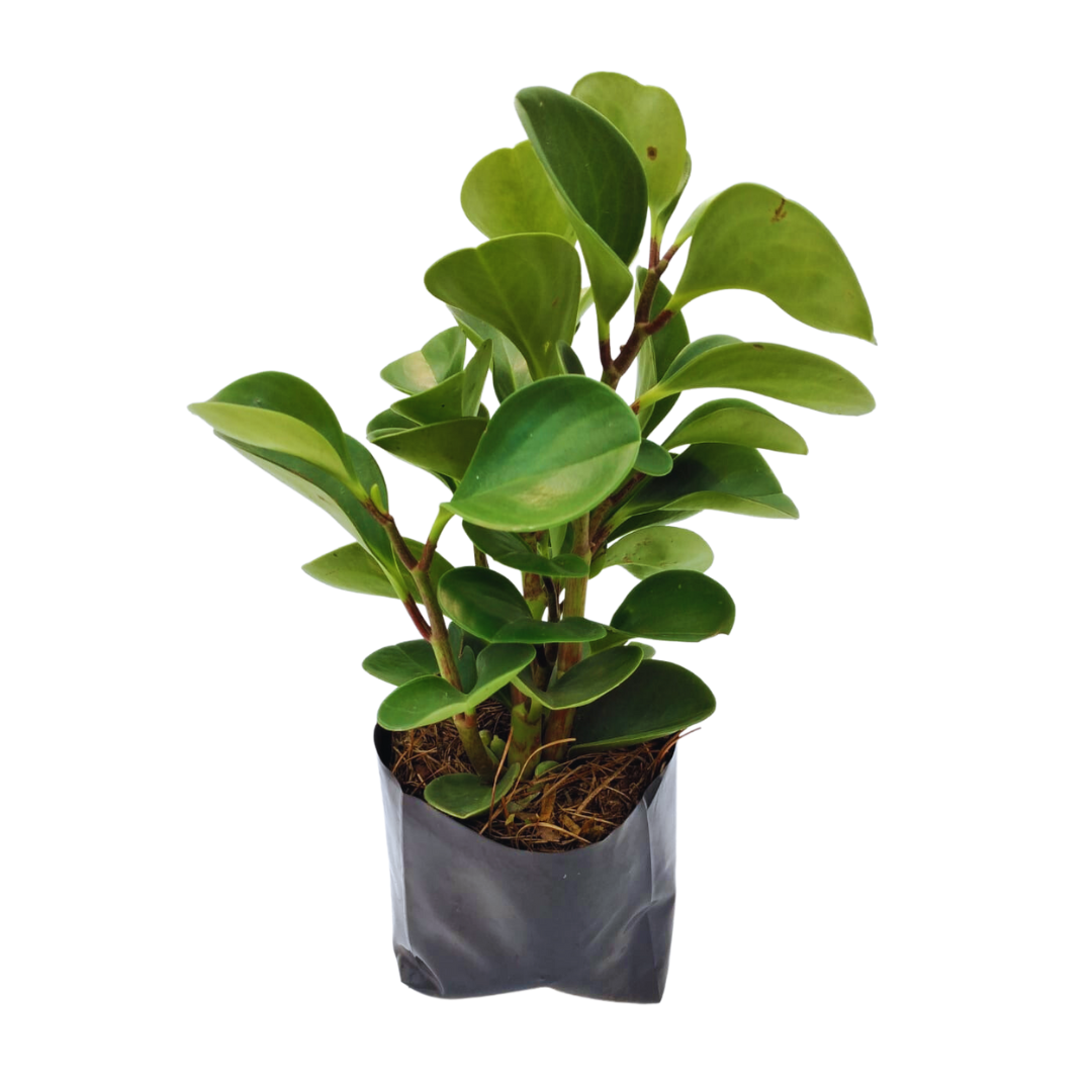 Peperonia verde planta de interior