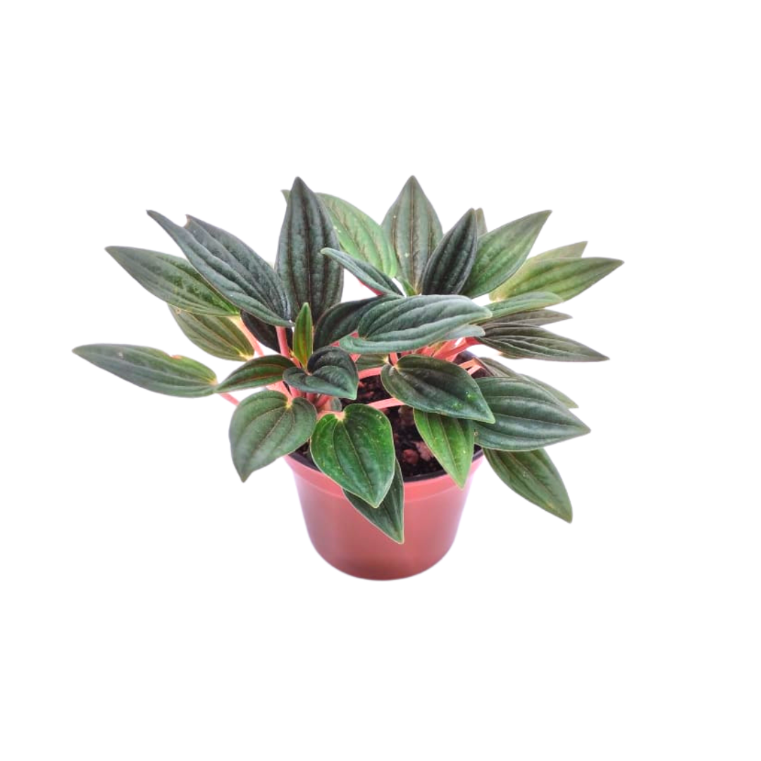 Peperonia Rosso