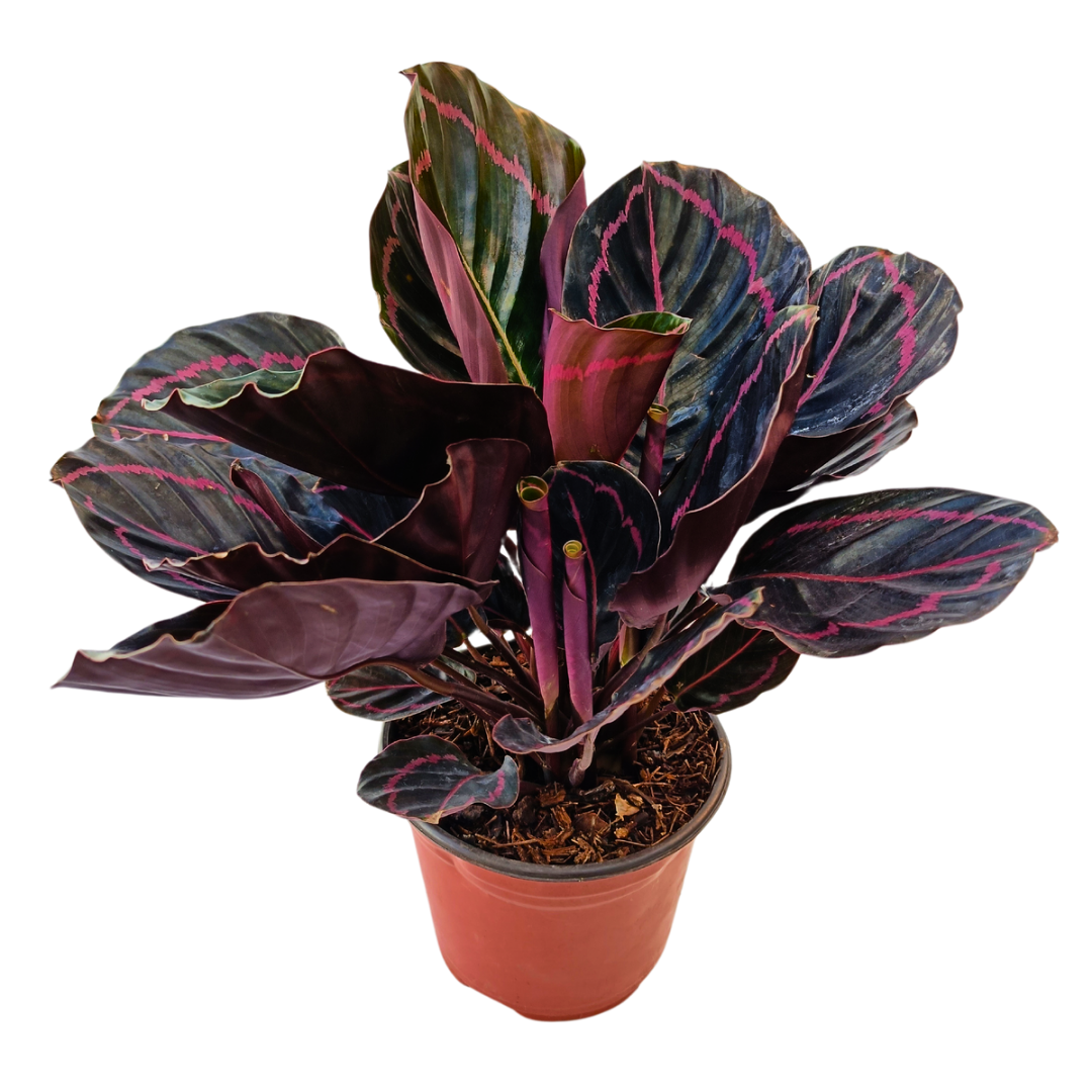 Calathea Dottie