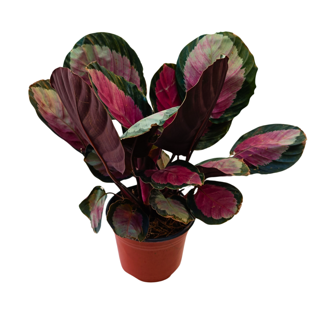 Calathea Rocipicta