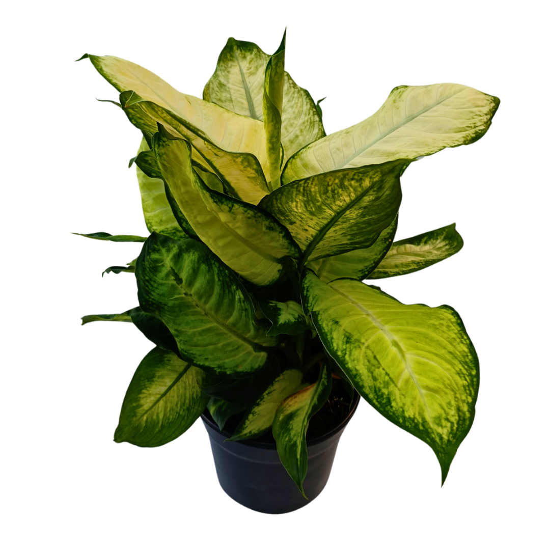 Dieffenbachia Camila