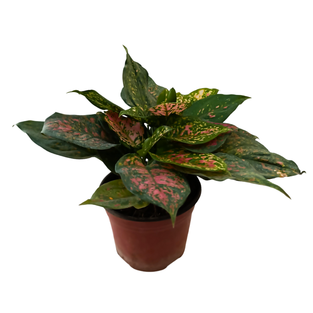Aglonema Red