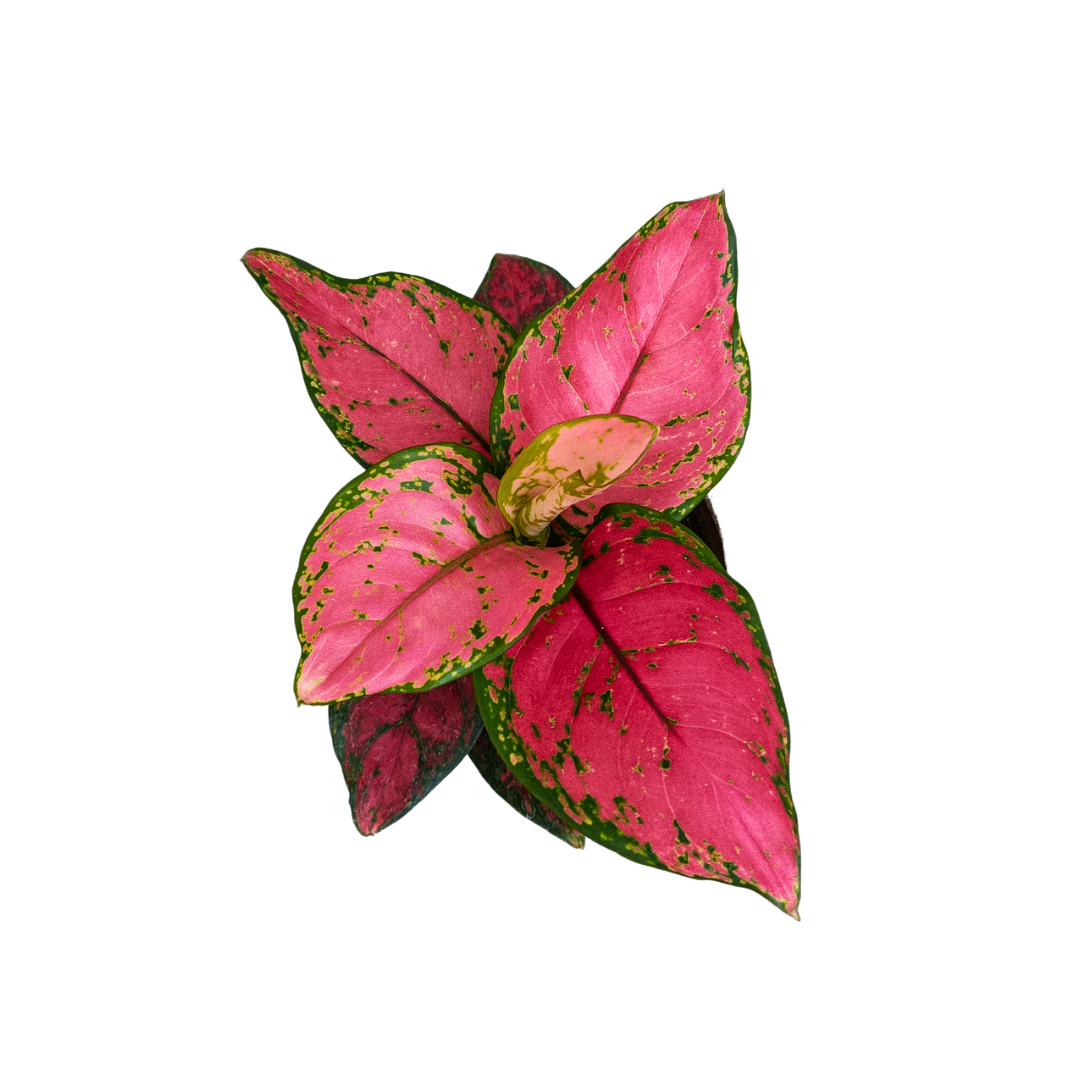 Aglonema Pink