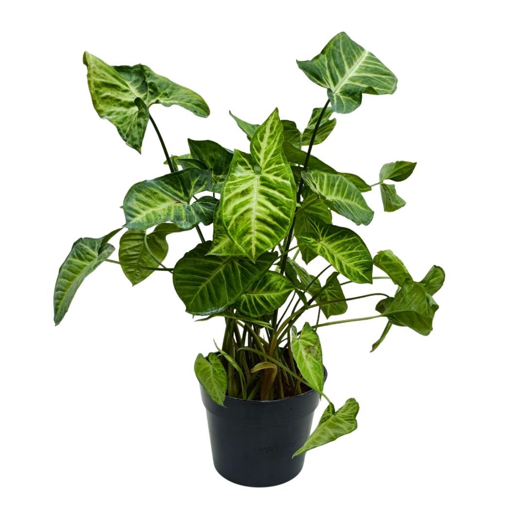 Singonio verde