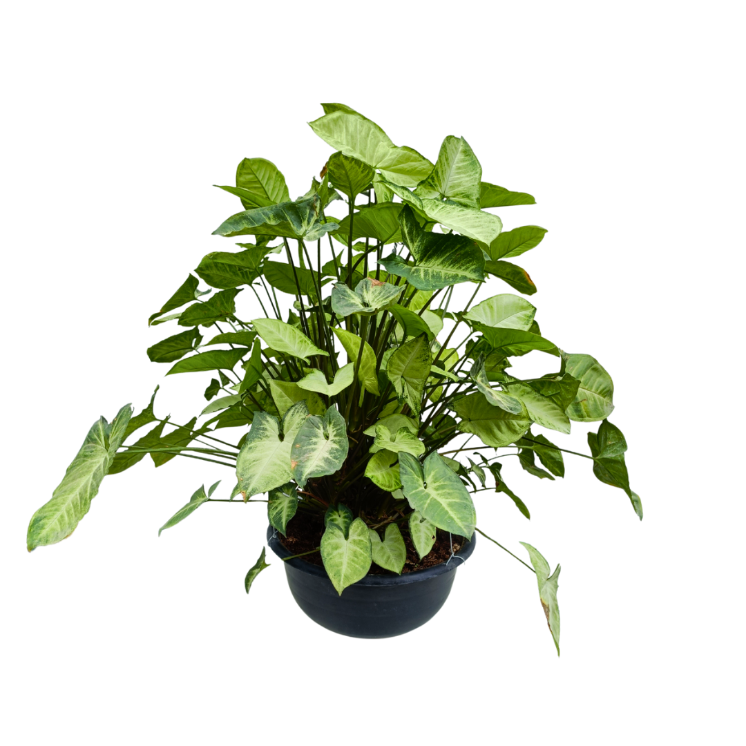 Singonio verde