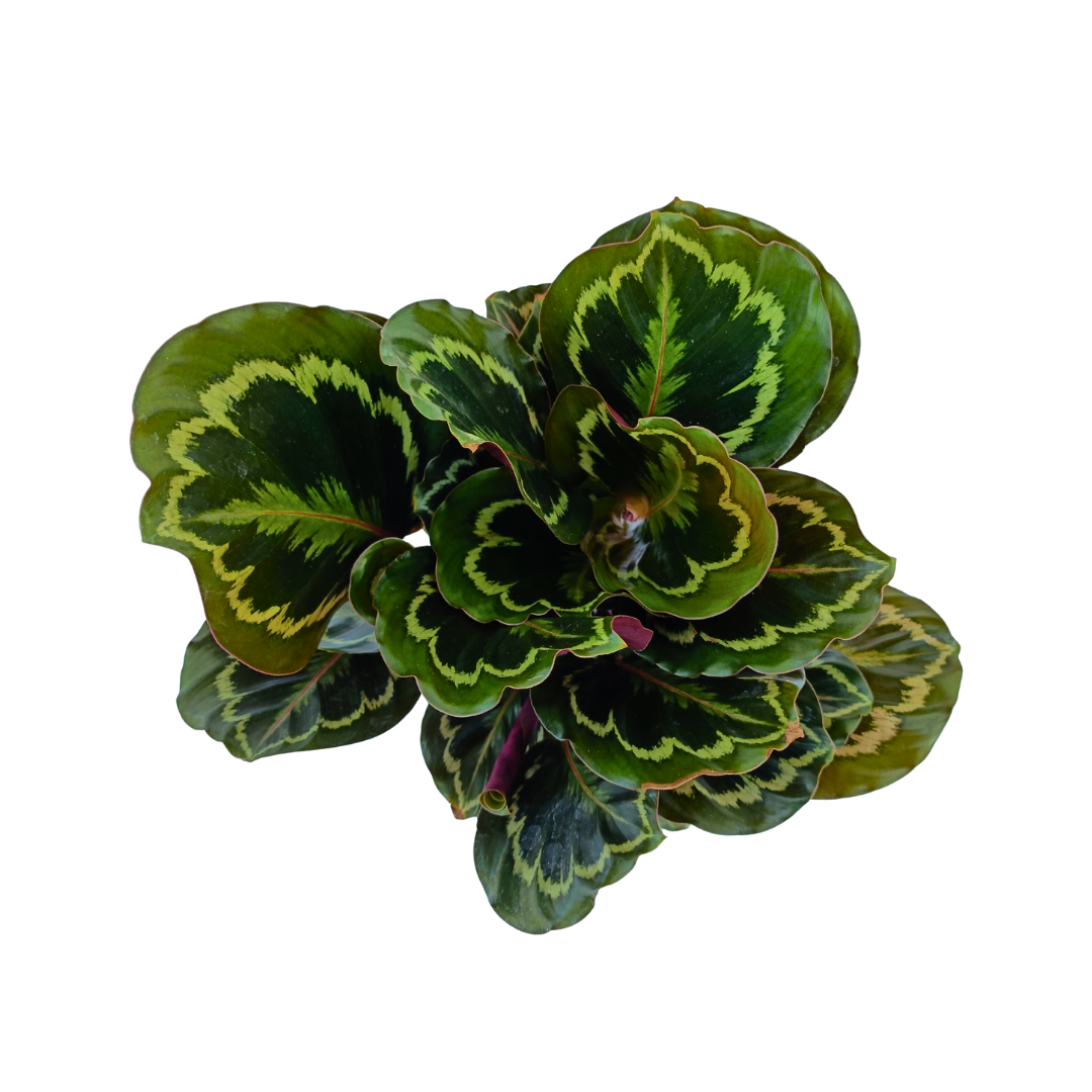 Calathea Medallion