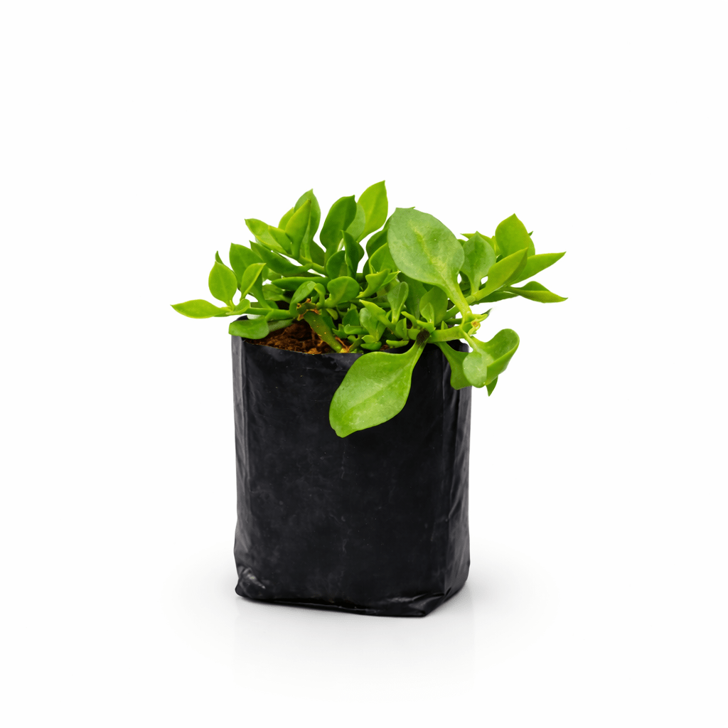 Planta rocío aptenia en maceta con flores rosadas