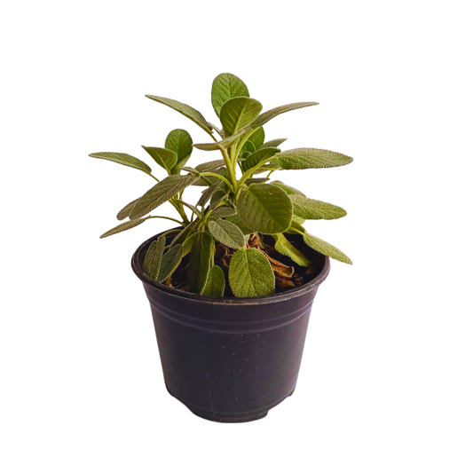 Salvia