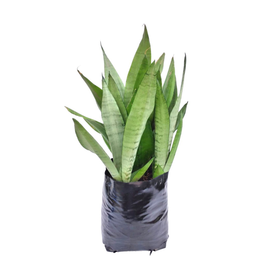 Sansevieria Moonshine