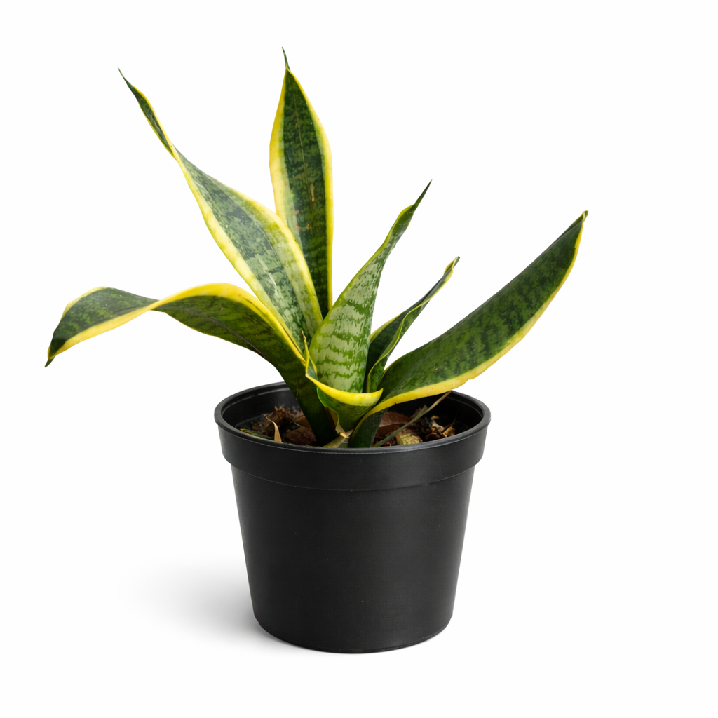 sansevieria enana Sansevieria Enana | Planta Resistente para Interior