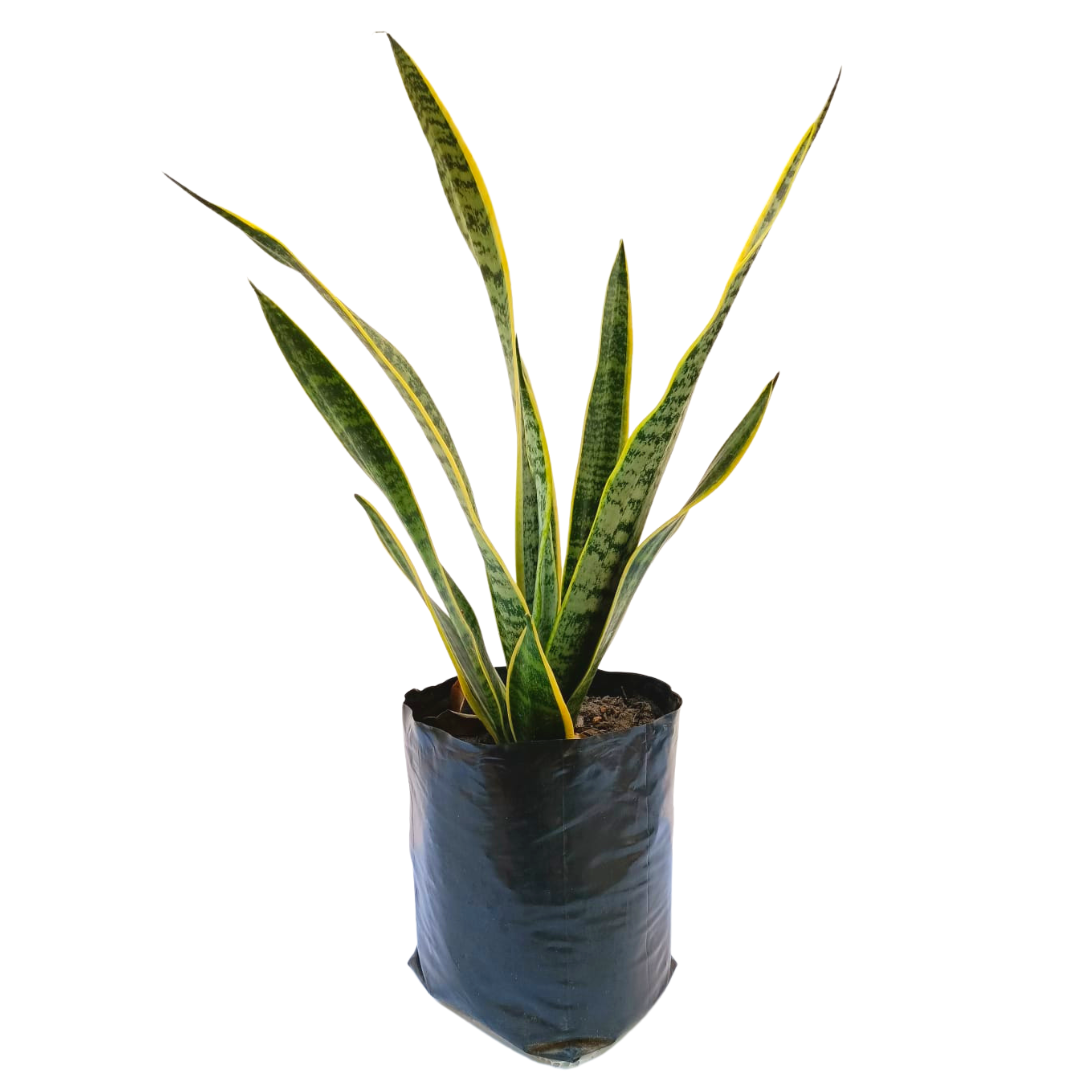 Sansevieria Trifasciata