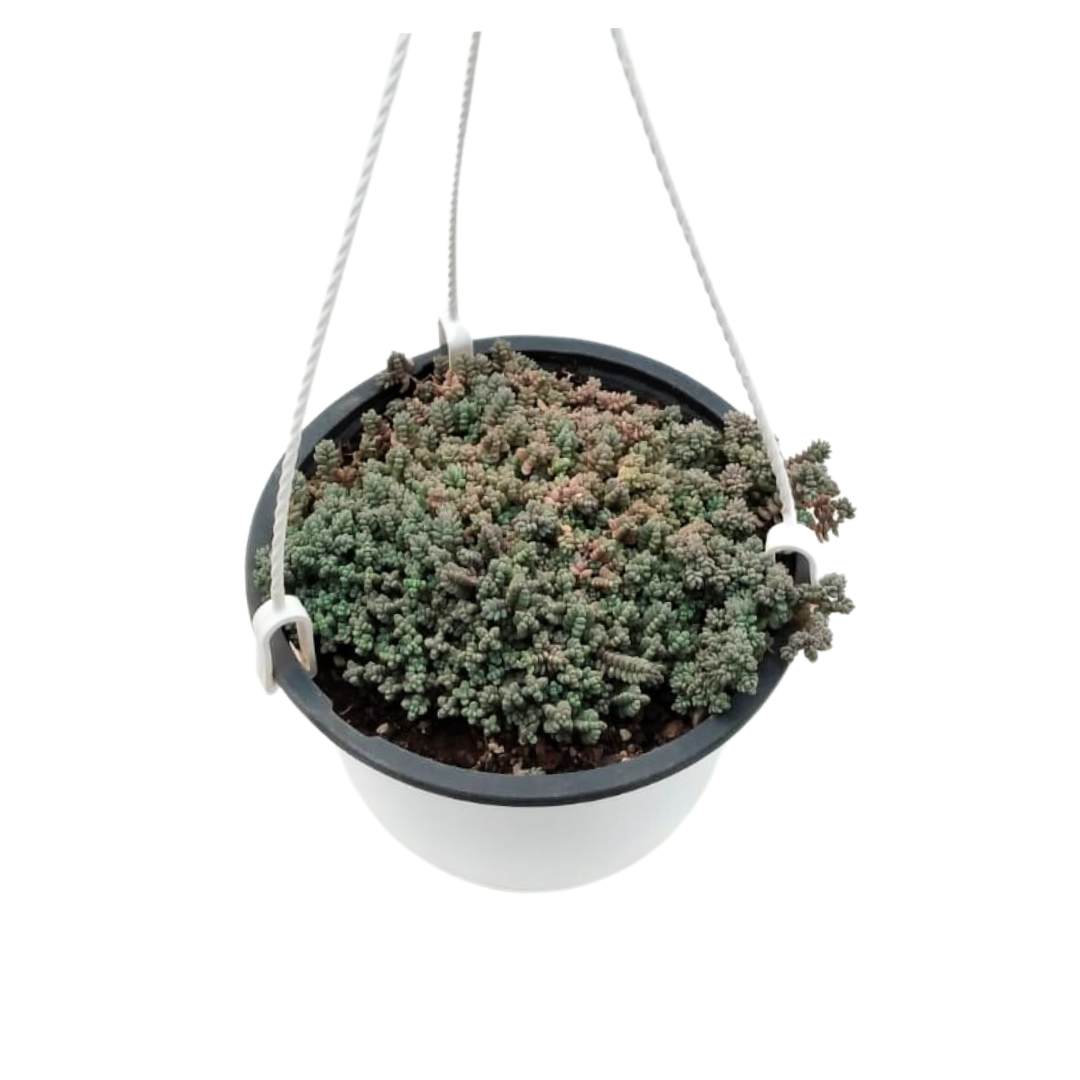 Sedum Dasyphyllum