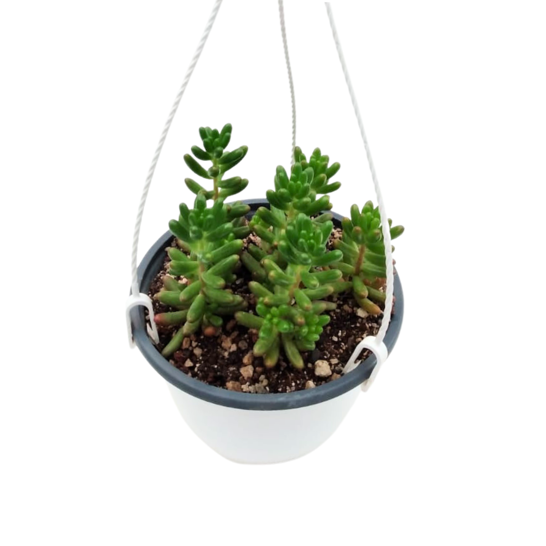 Sedum Rubrotictum