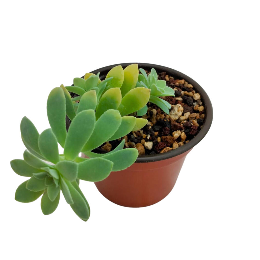 Sedum Palmeri