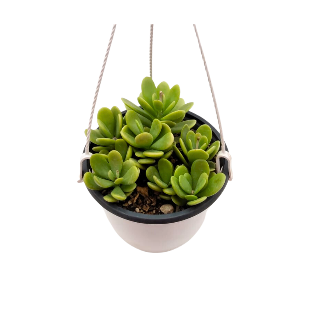 Senecio Jacobsenii