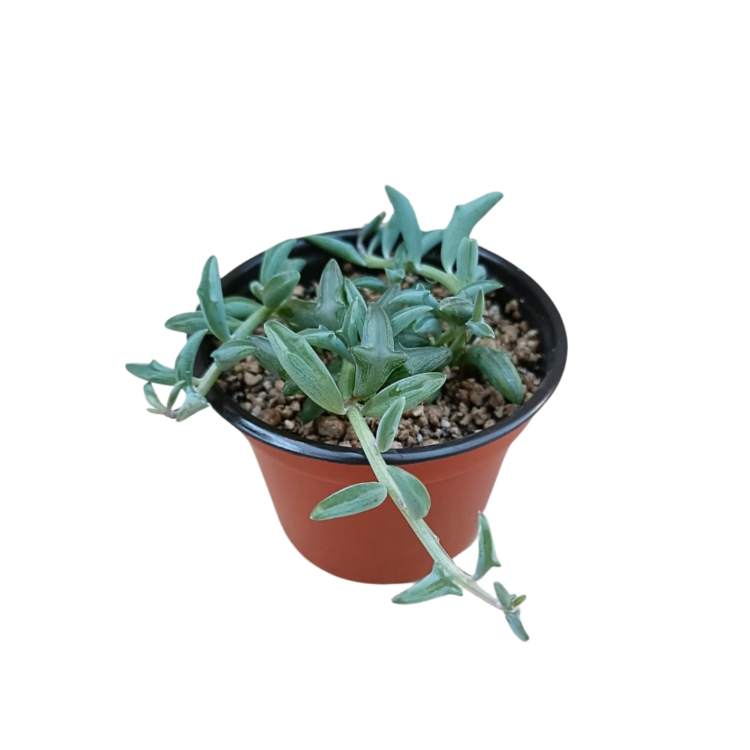 Senecio Peregrinus