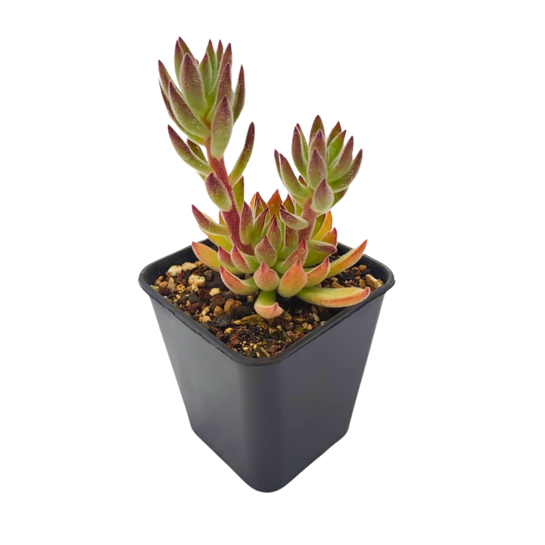 Echeveria Setosa Arrow