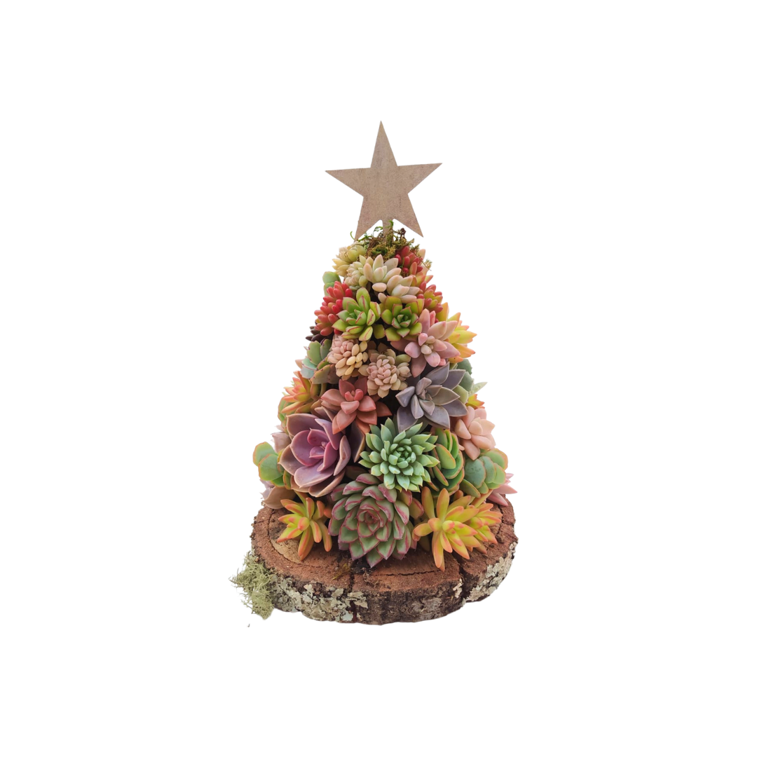 Succulent christmas tree