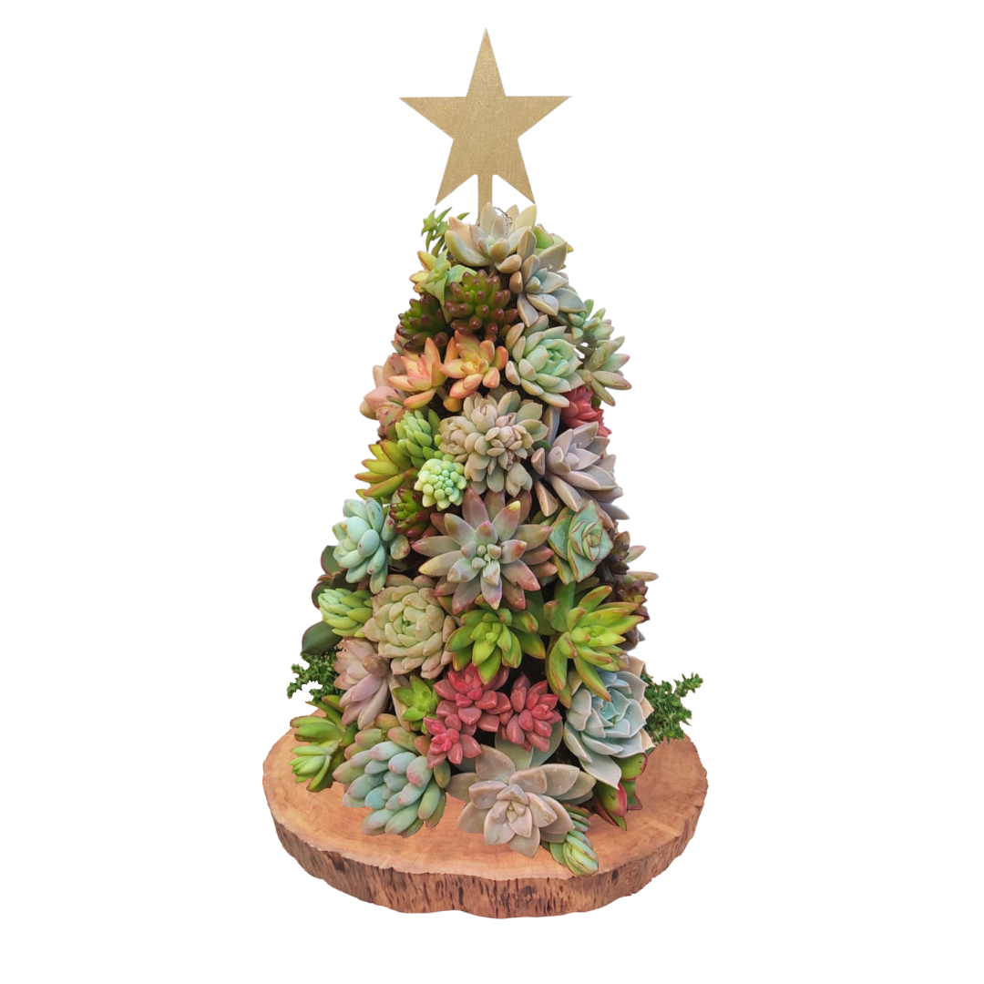 Succulent christmas tree