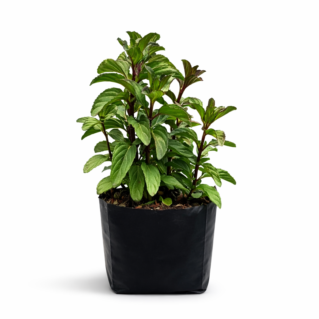 Planta de té negro en maceta