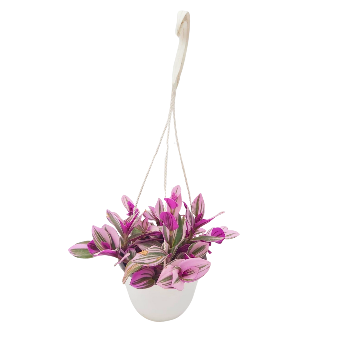 Tradescantia Nanouk