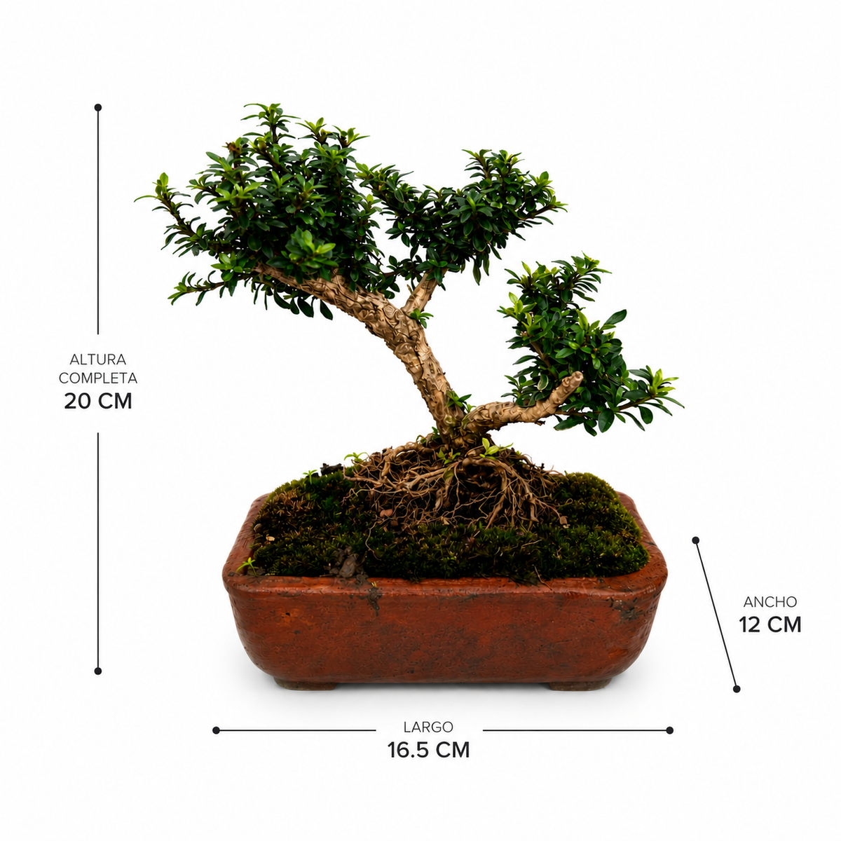 Trueno bonsai con medidas