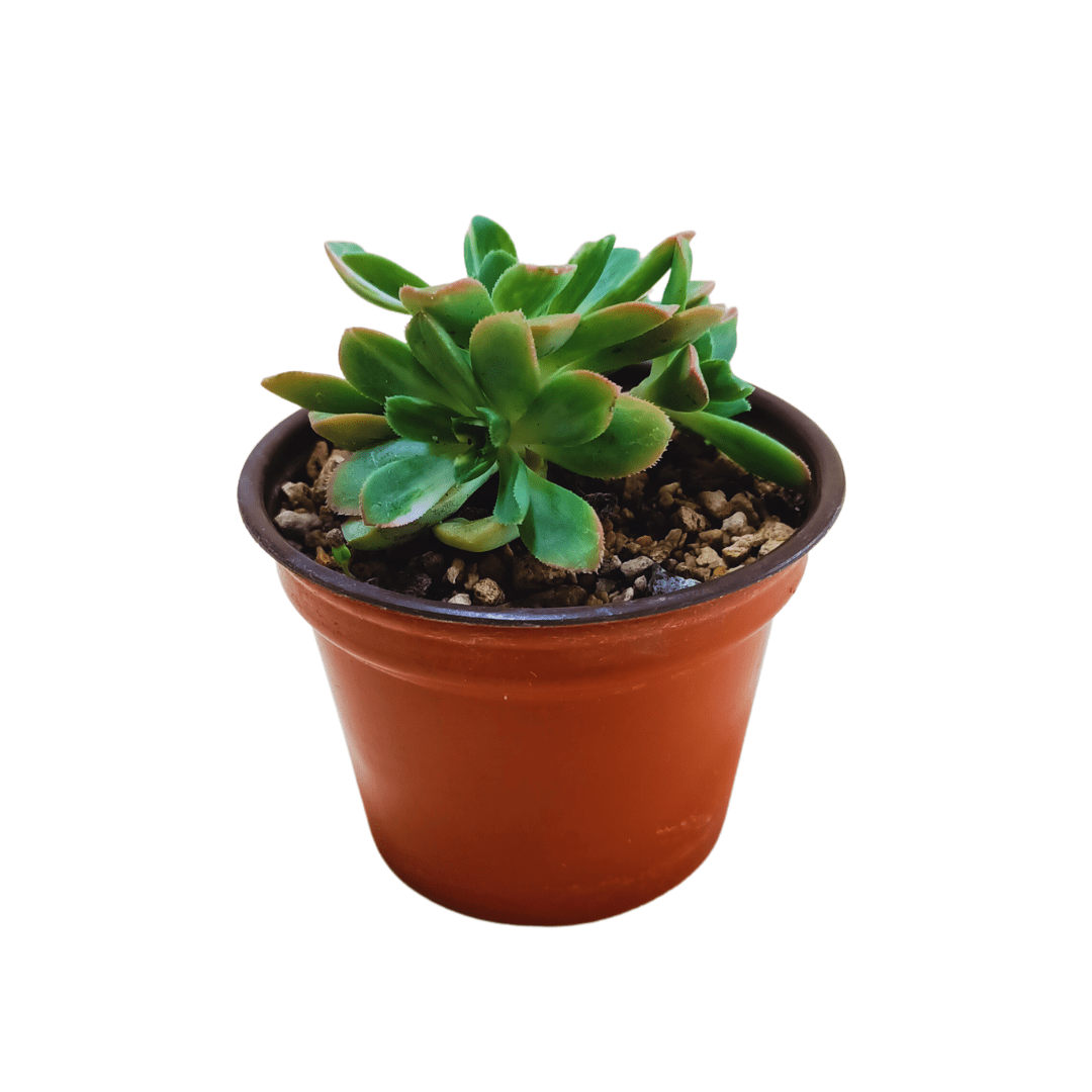 Aeonium Castello Paivae - Vivo Interior