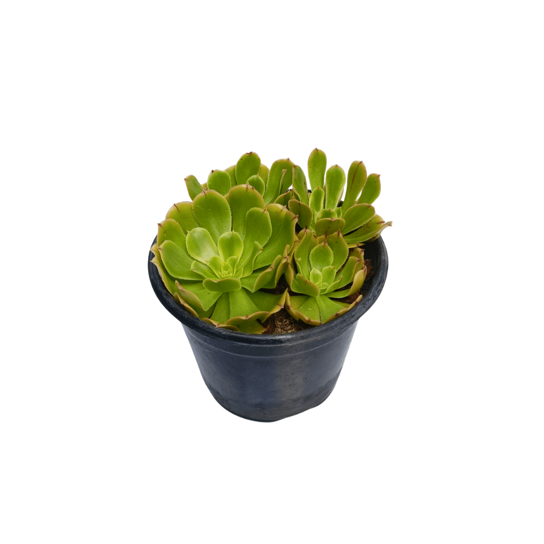 Aeonium lutovariegatum - Vivo Interior