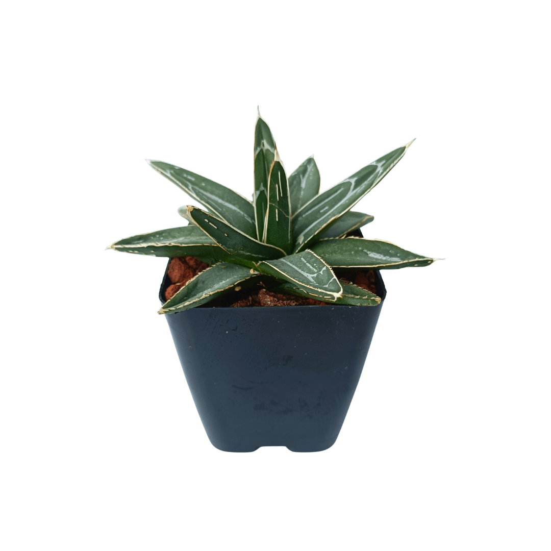 Agave victoria reginae en maceta con hojas geométricas verde oscuro