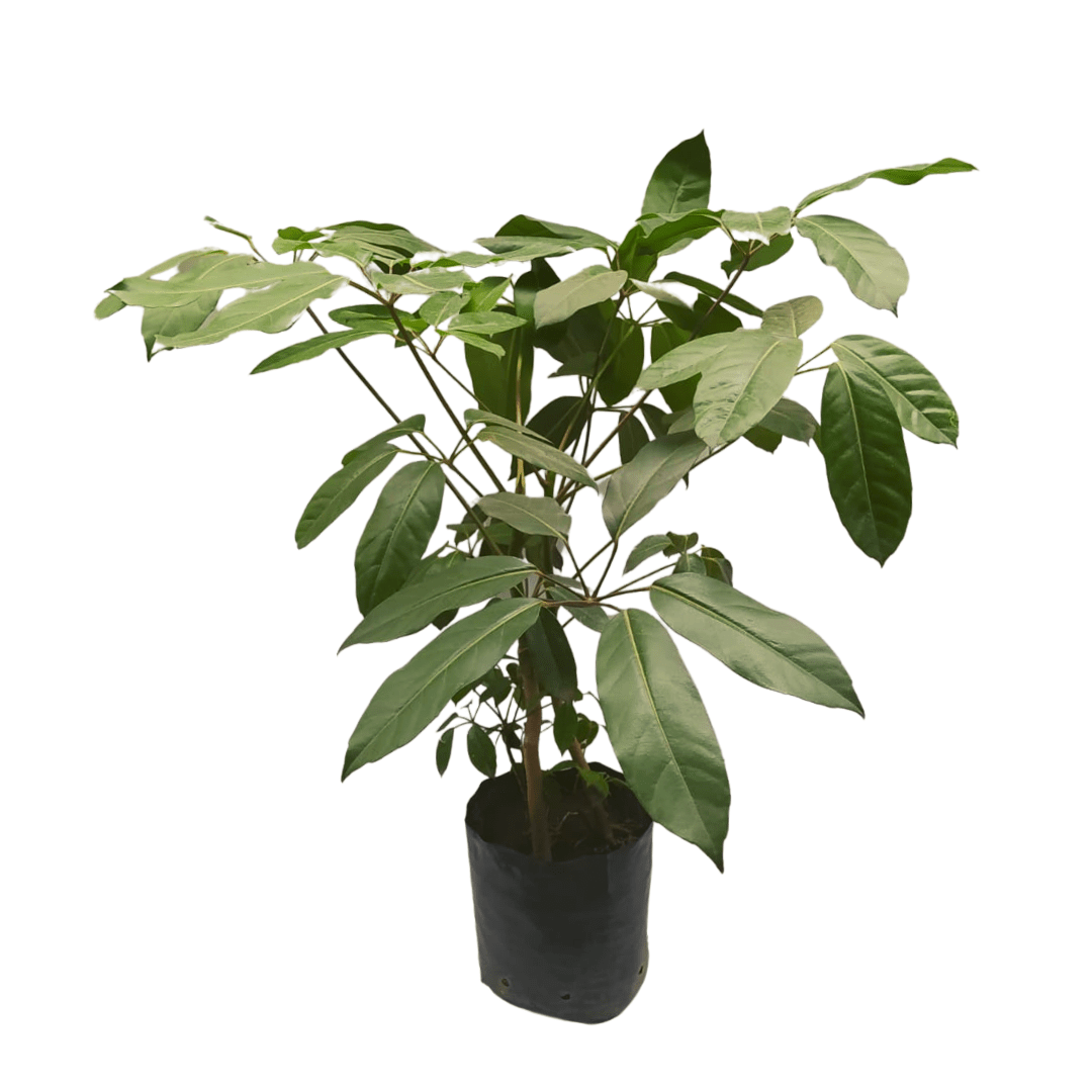 Aralia schefflera - Vivo Interior