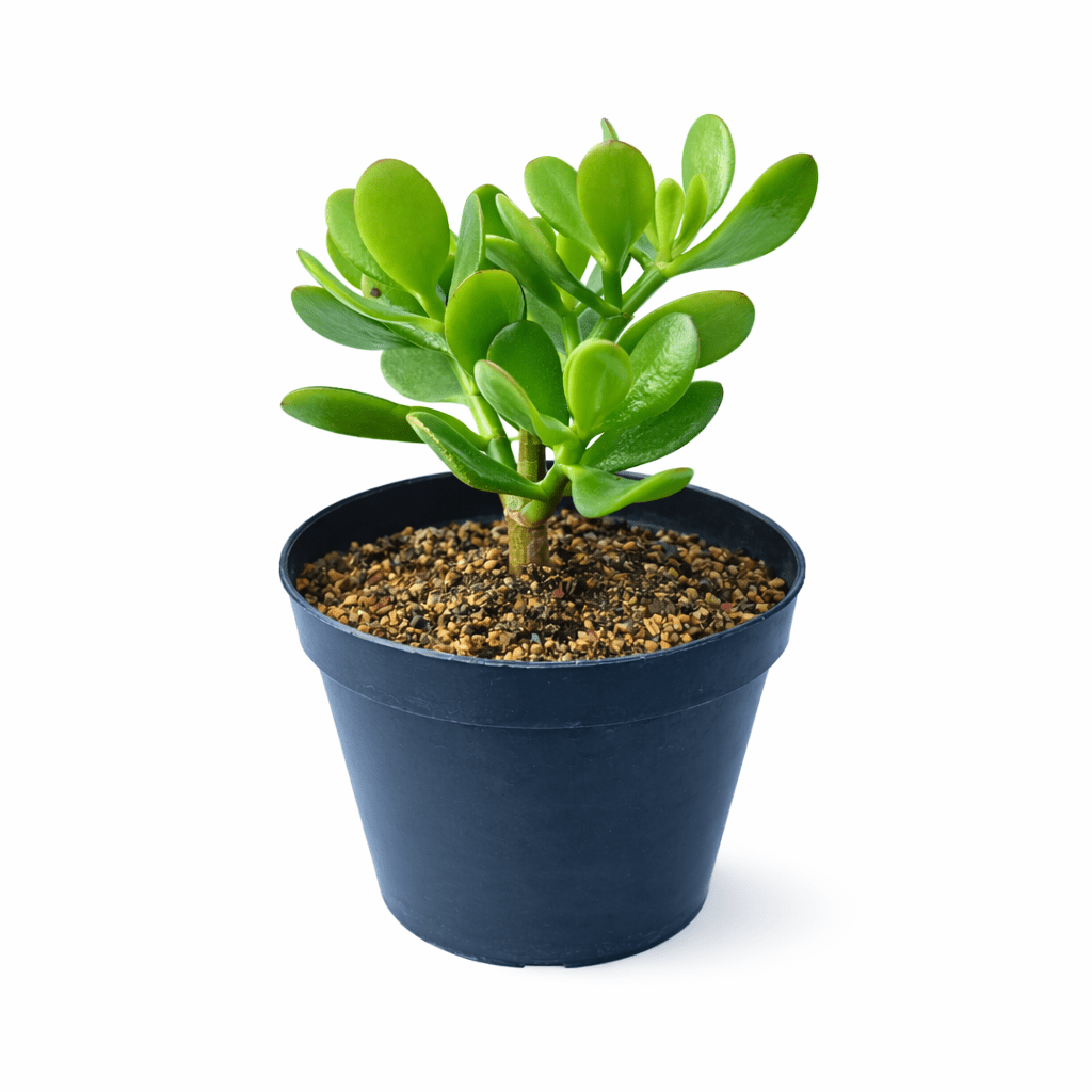 Árbol de Jade - Vivo Interior