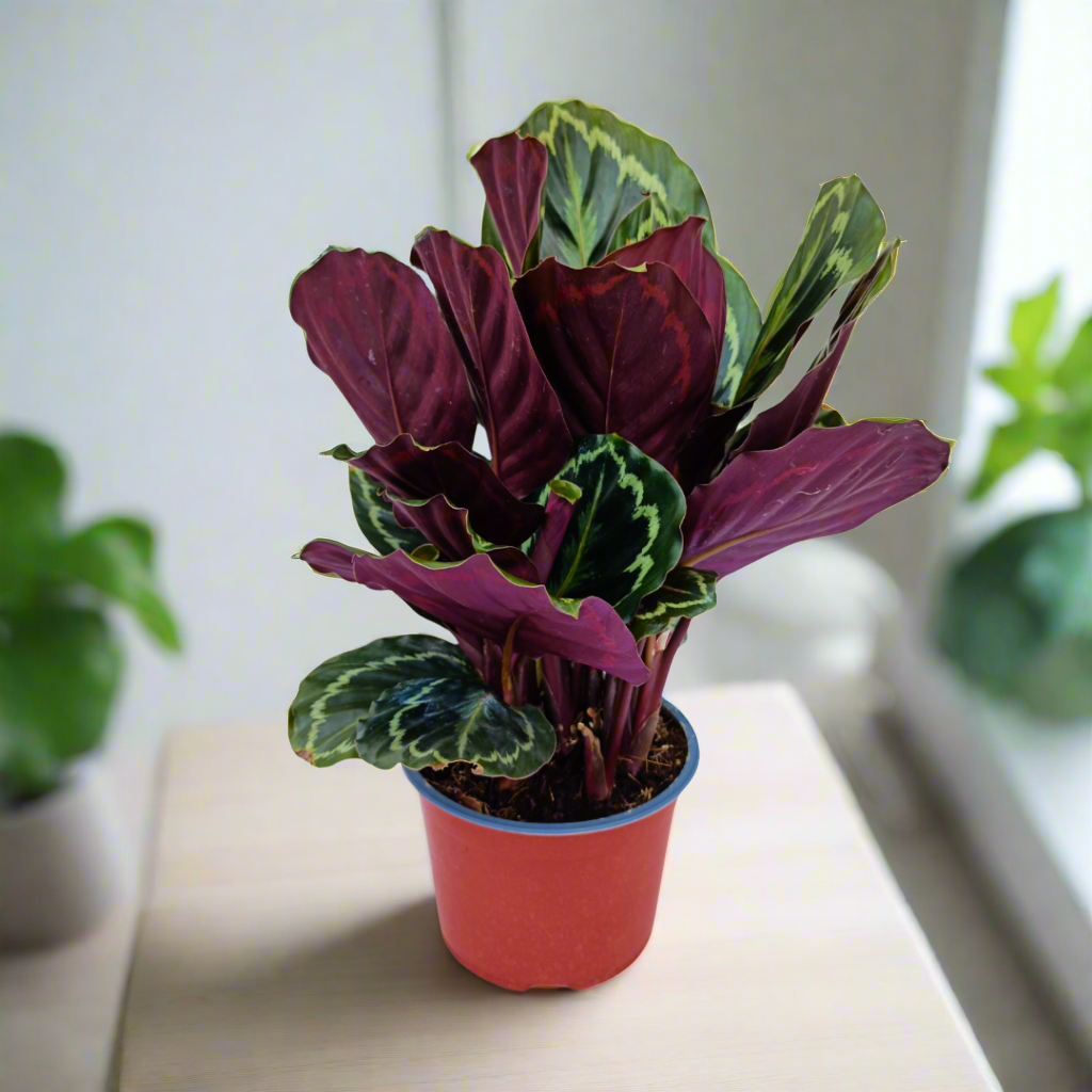 Calathea Medallion