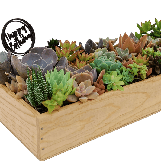 Caja suculenta - Vivo Interior