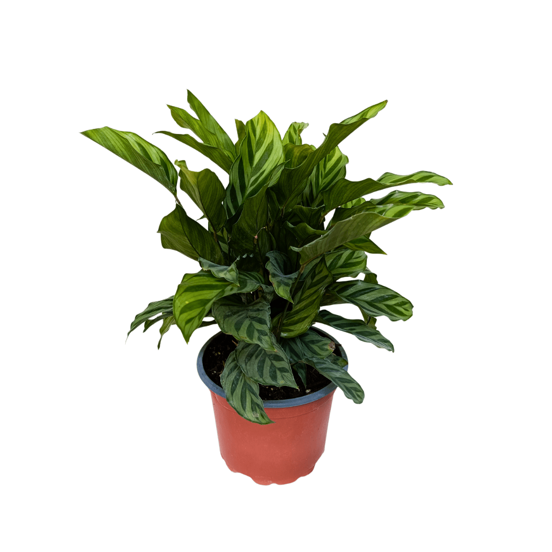 Calathea Freddy - Vivo Interior
