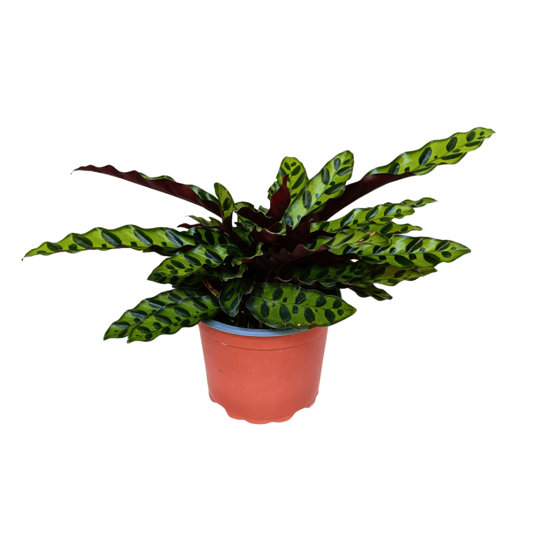 calathea lancifolia cuidados Calathea lancifolia – Vivo Interior
