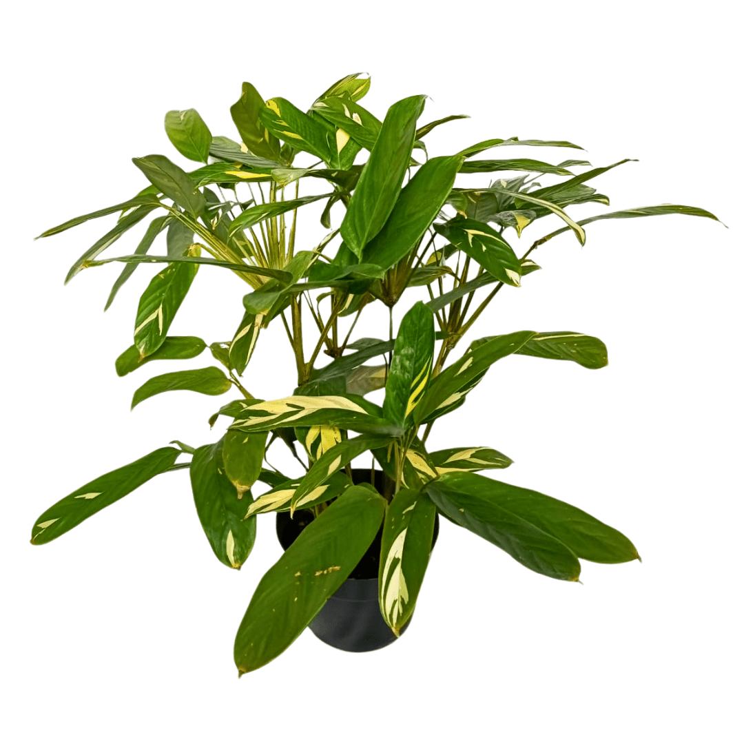 Calathea Lubbersiana - Vivo Interior