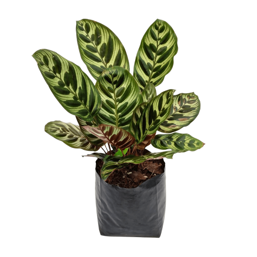 Calathea Makoyana - Vivo Interior