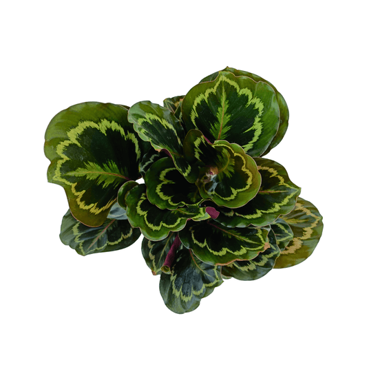 Calathea Medallion - Vivo Interior