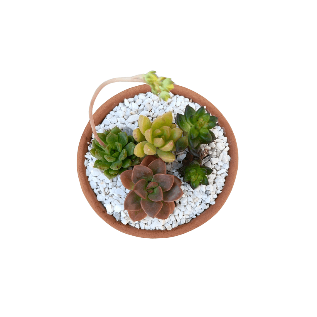 Cilindro de Barro Suculento - Vivo Interior
