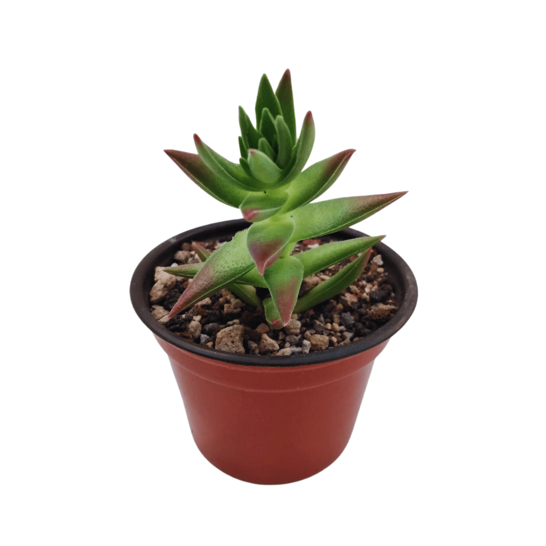 Crassula Capitella Red Pagoda - Vivo Interior