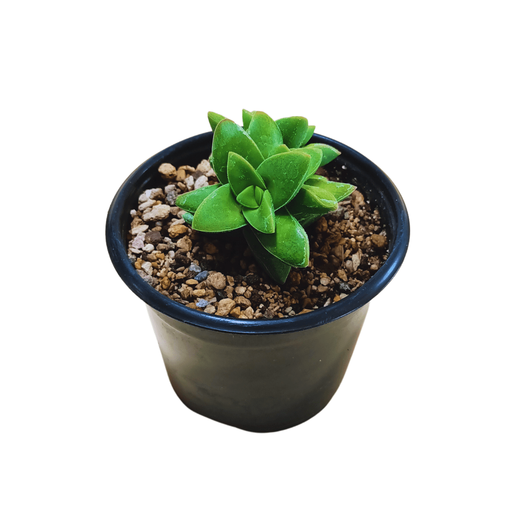 Crassula Springtime - Vivo Interior