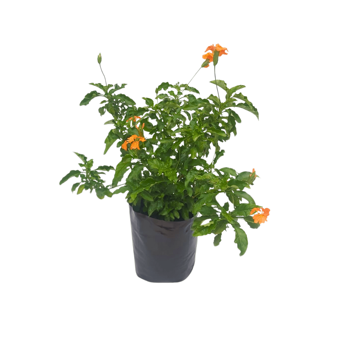 Crosandra - Vivo Interior