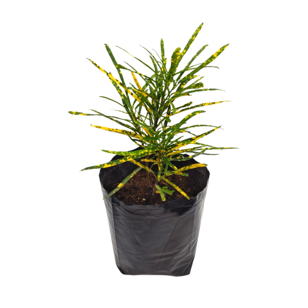 Croto lluvia de oro - Vivo Interior