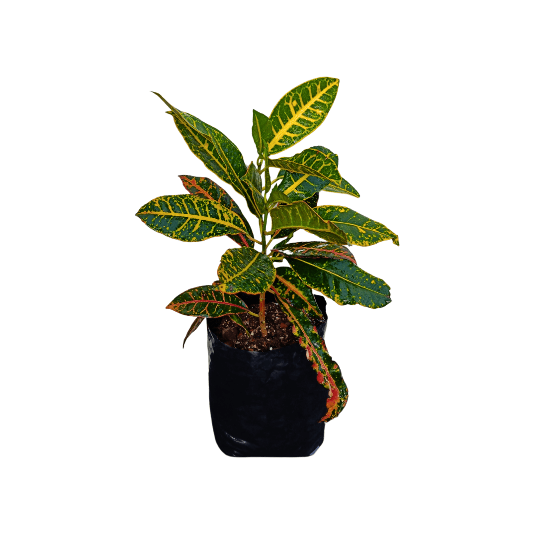 Croto Petra - Vivo Interior