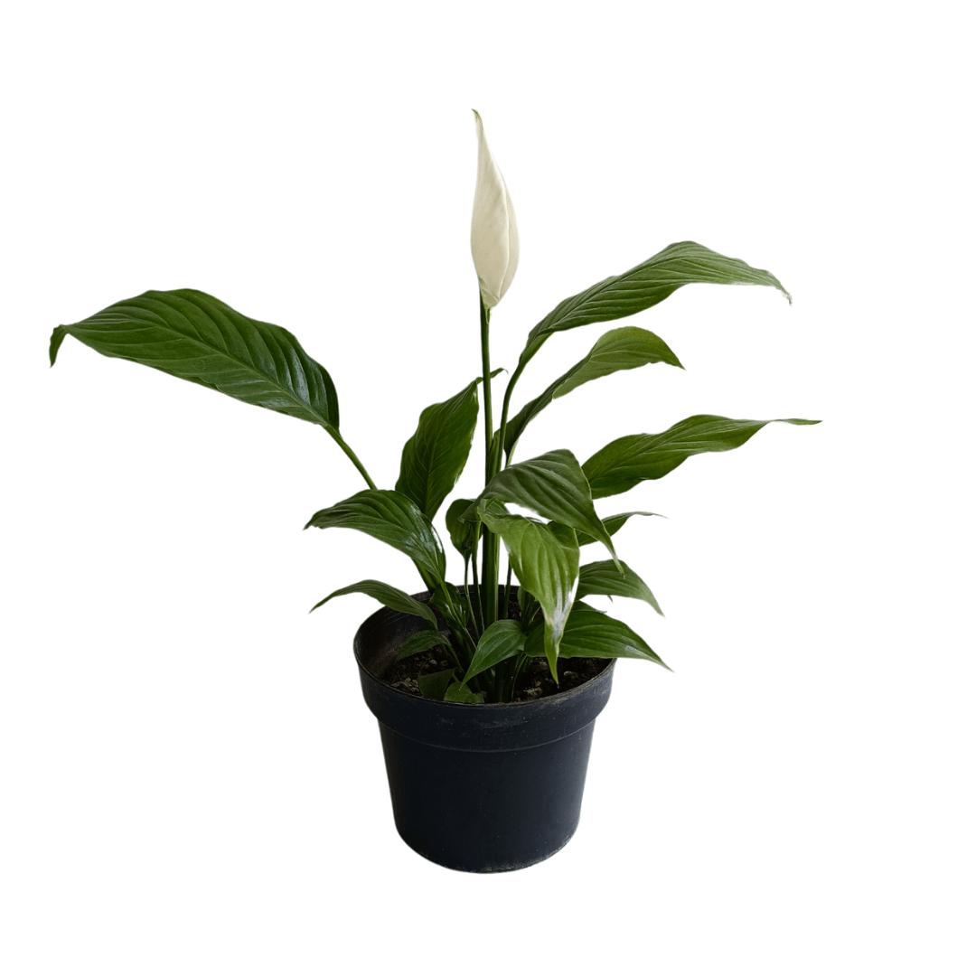 Cuna de Moisés - Vivo Interior