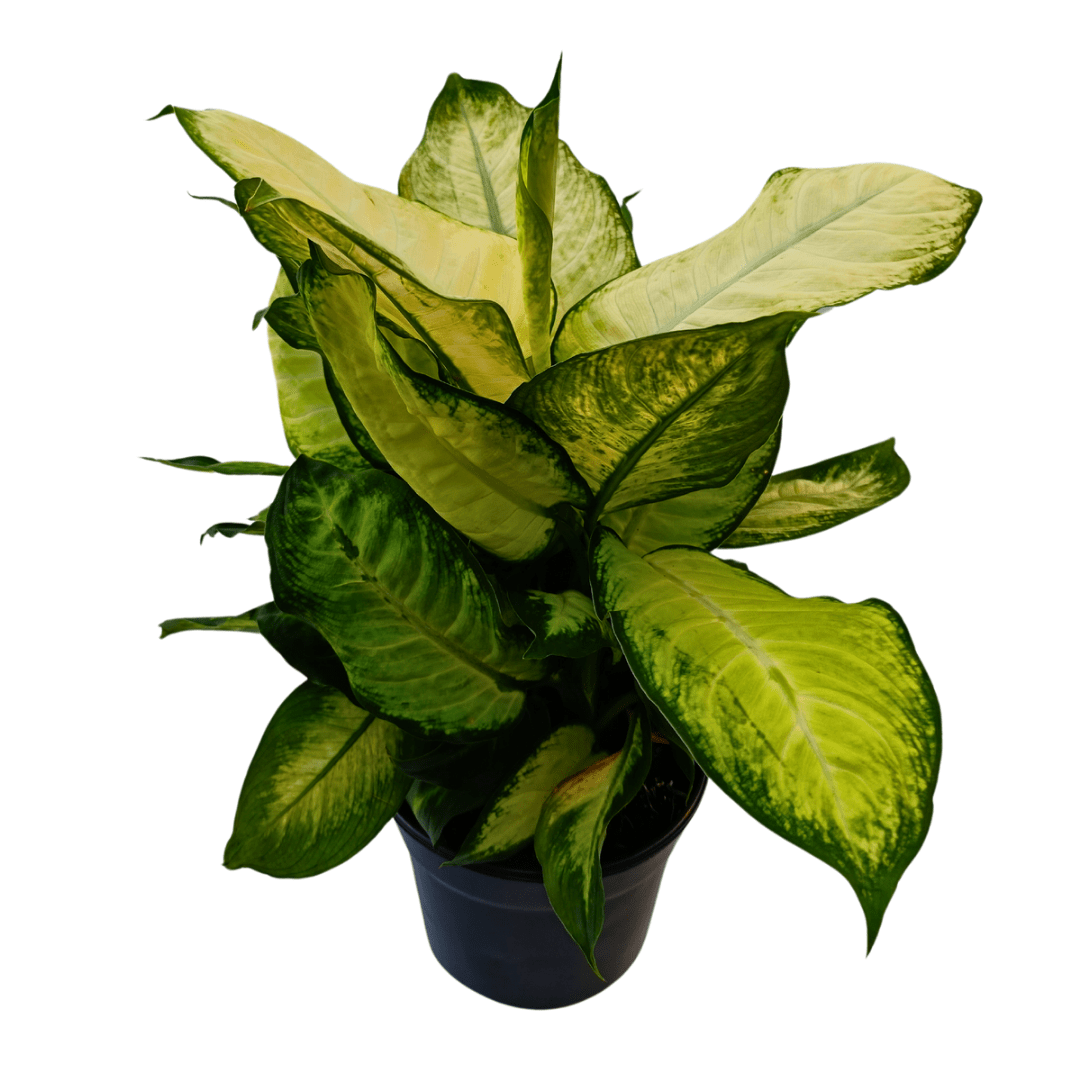 dieffenbachia camilla cuidados Dieffenbachia camila – Vivo Interior